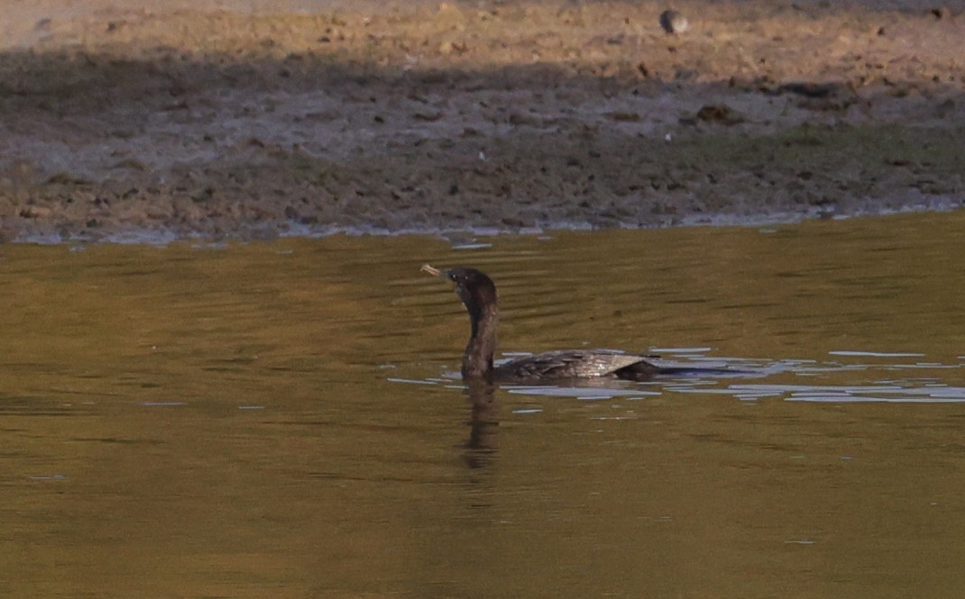 Ушастый/Неотропический баклан - ML645364834