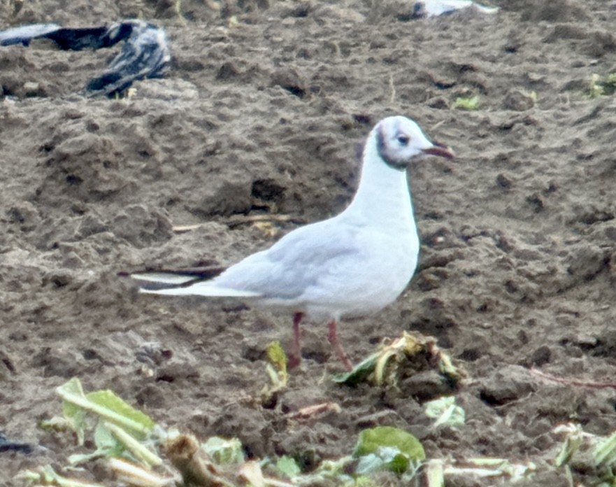 hettemåke - ML645364841