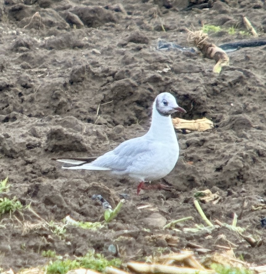 hettemåke - ML645364843