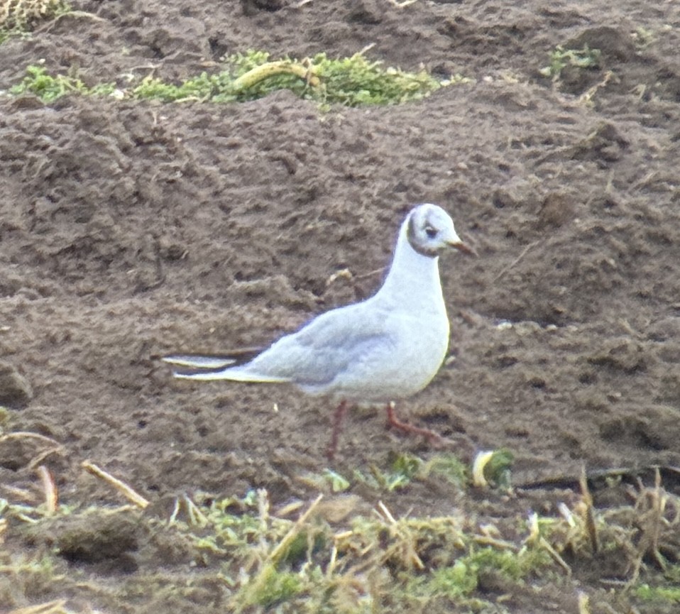 hettemåke - ML645364845