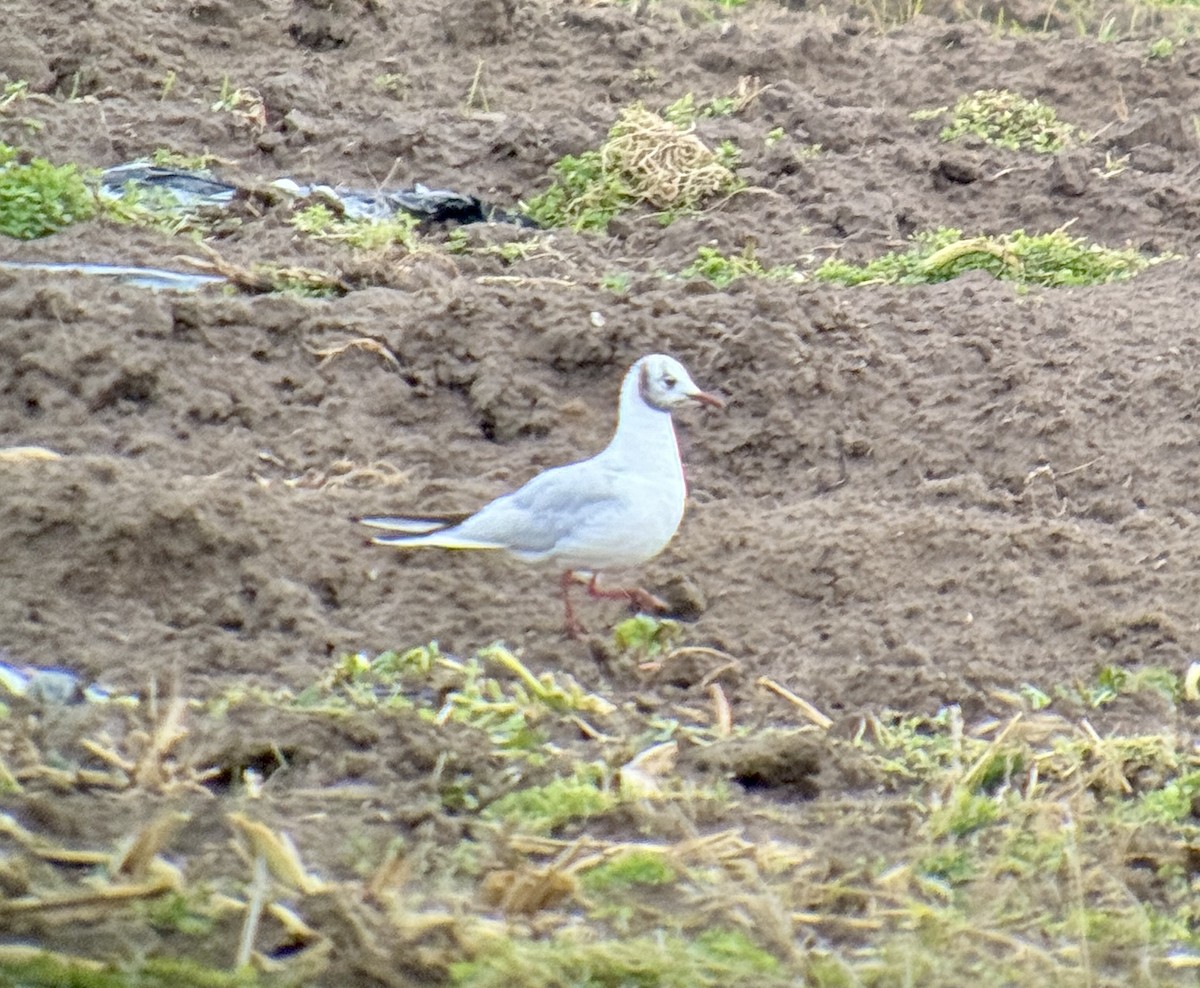 hettemåke - ML645364846