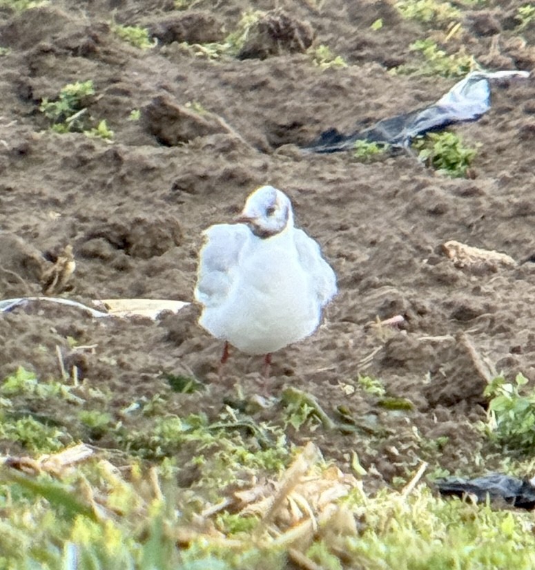 hettemåke - ML645364851