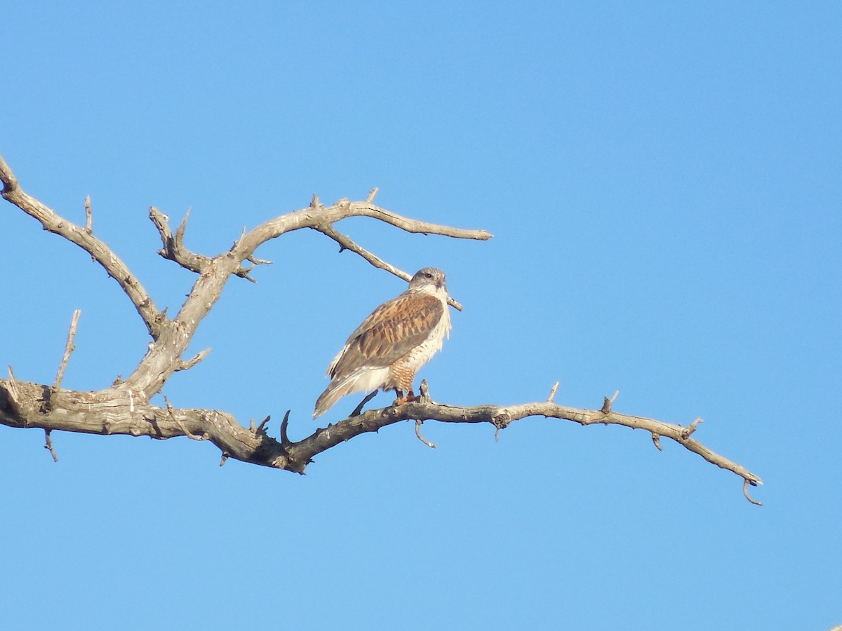 Ferruginous Hawk - ML645364854