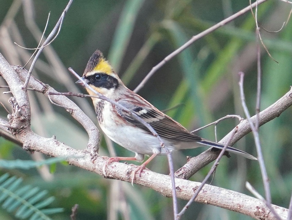 Yellow-throated Bunting - ML645364856