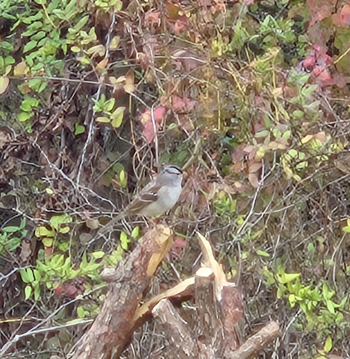 White-crowned Sparrow - ML645364857