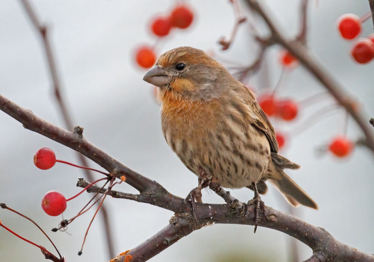 House Finch - ML645364877