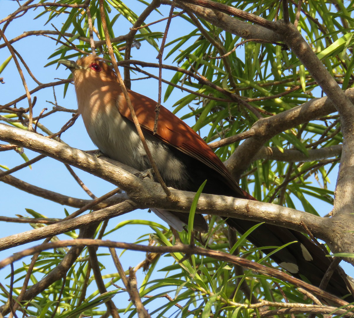 Common Squirrel-Cuckoo - ML645364903