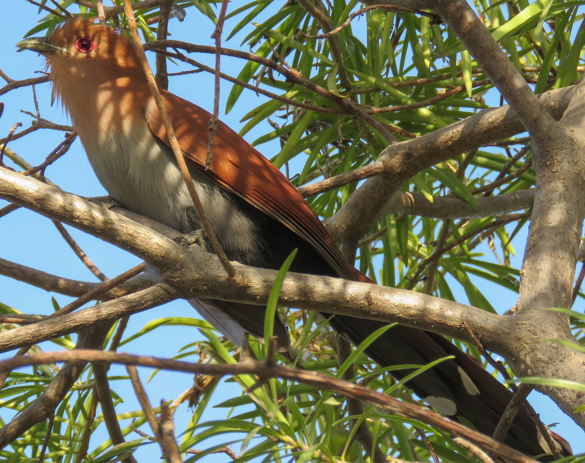 Common Squirrel-Cuckoo - ML645364904