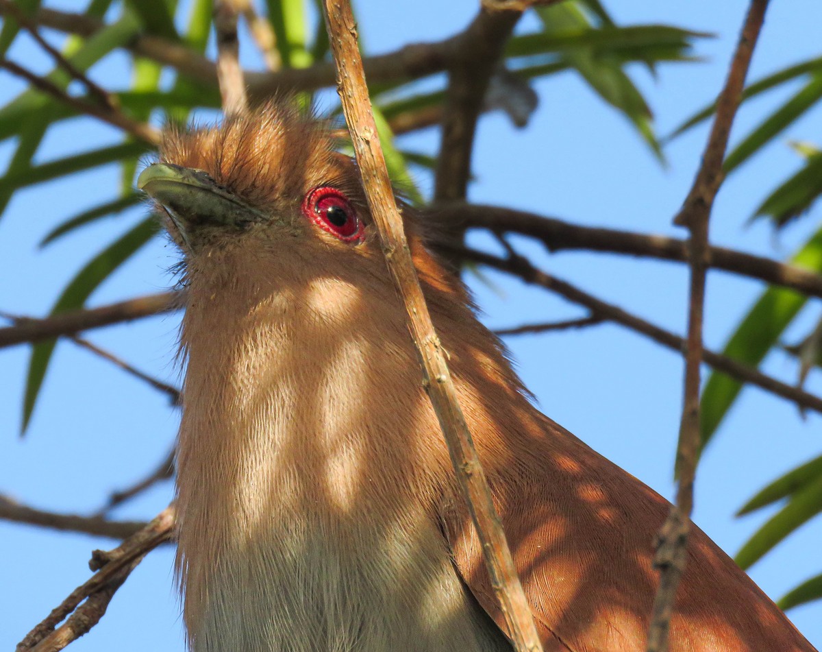 Common Squirrel-Cuckoo - ML645364905