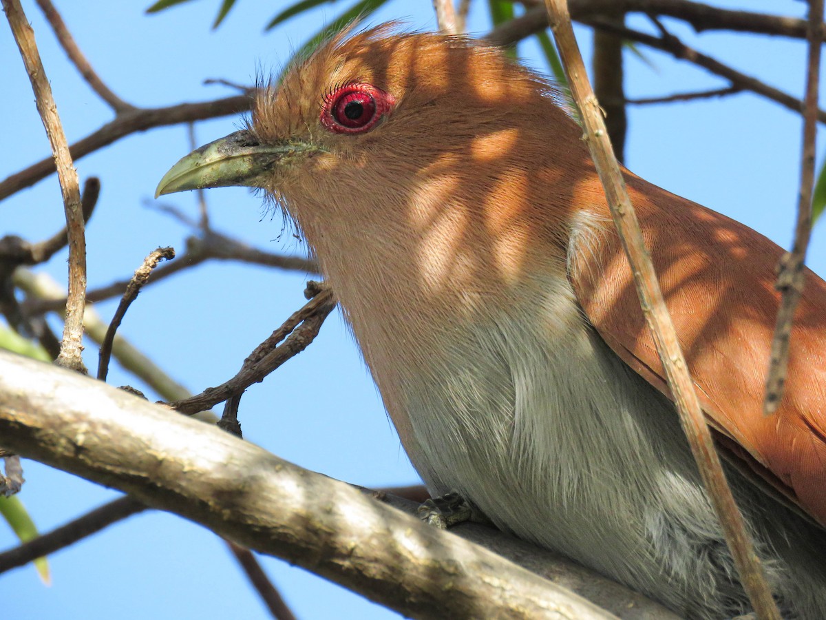 Common Squirrel-Cuckoo - ML645364906