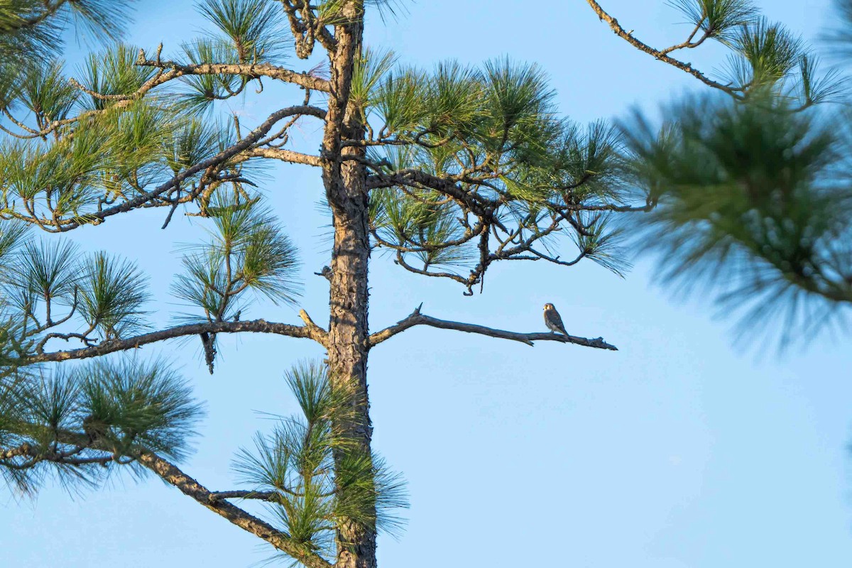 American Kestrel - ML645364912