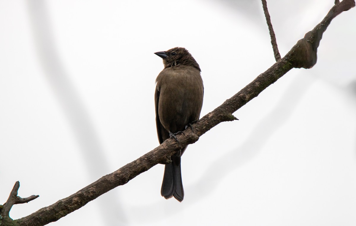 テリバネコウウチョウ - ML645364913