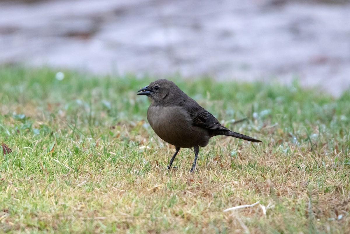 テリバネコウウチョウ - ML645364914