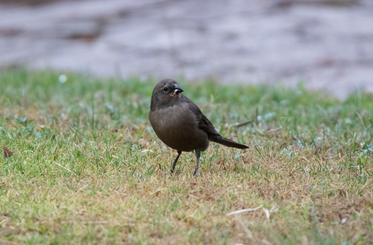 テリバネコウウチョウ - ML645364915