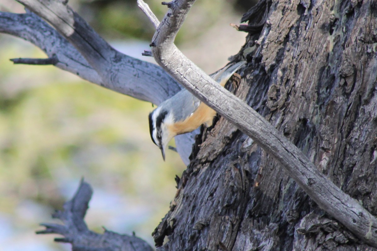 brhlík americký - ML645364918