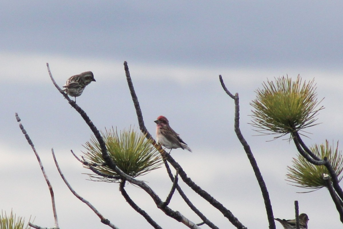 hýl rudokorunkatý - ML645364925