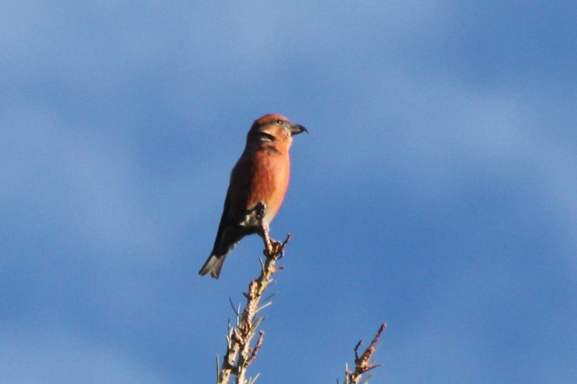 křivka obecná - ML645364929