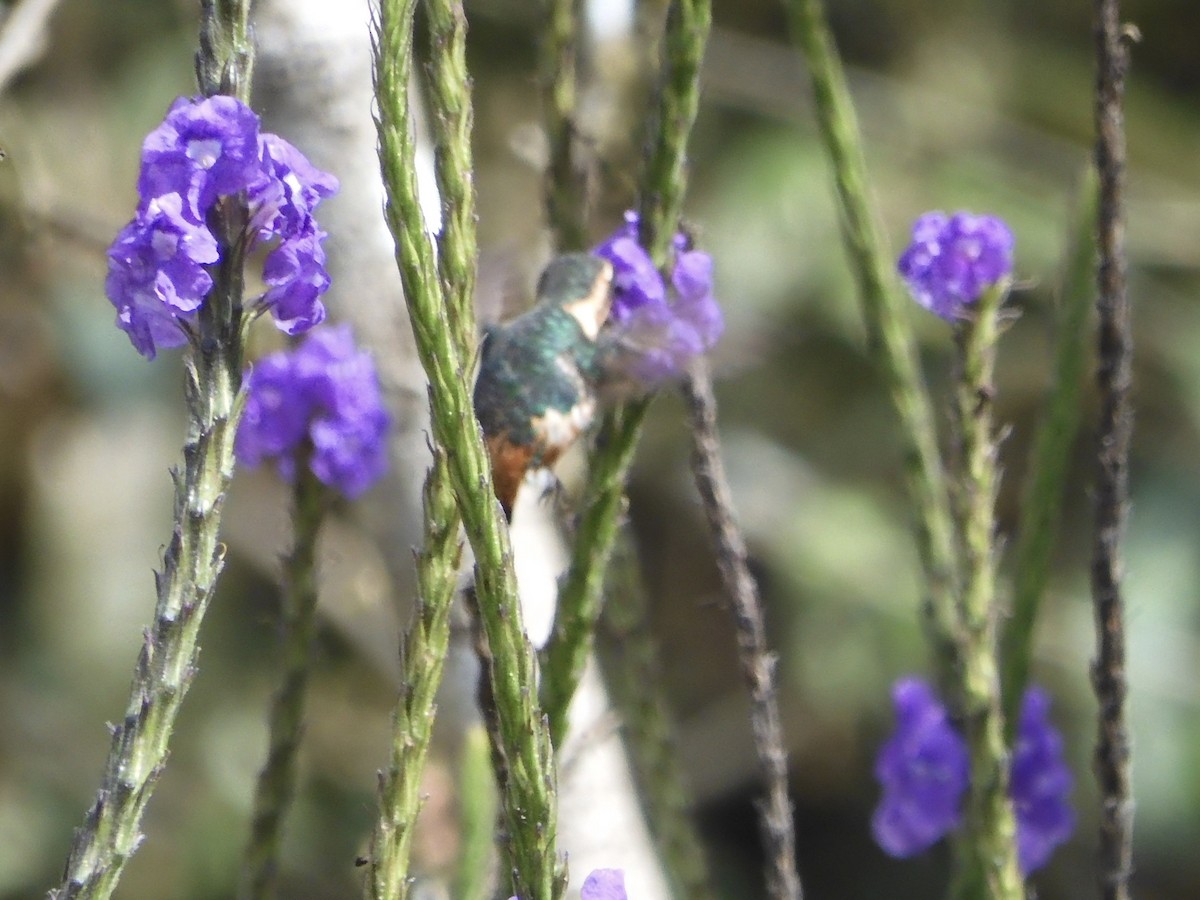 Gorgeted Woodstar - ML645364930