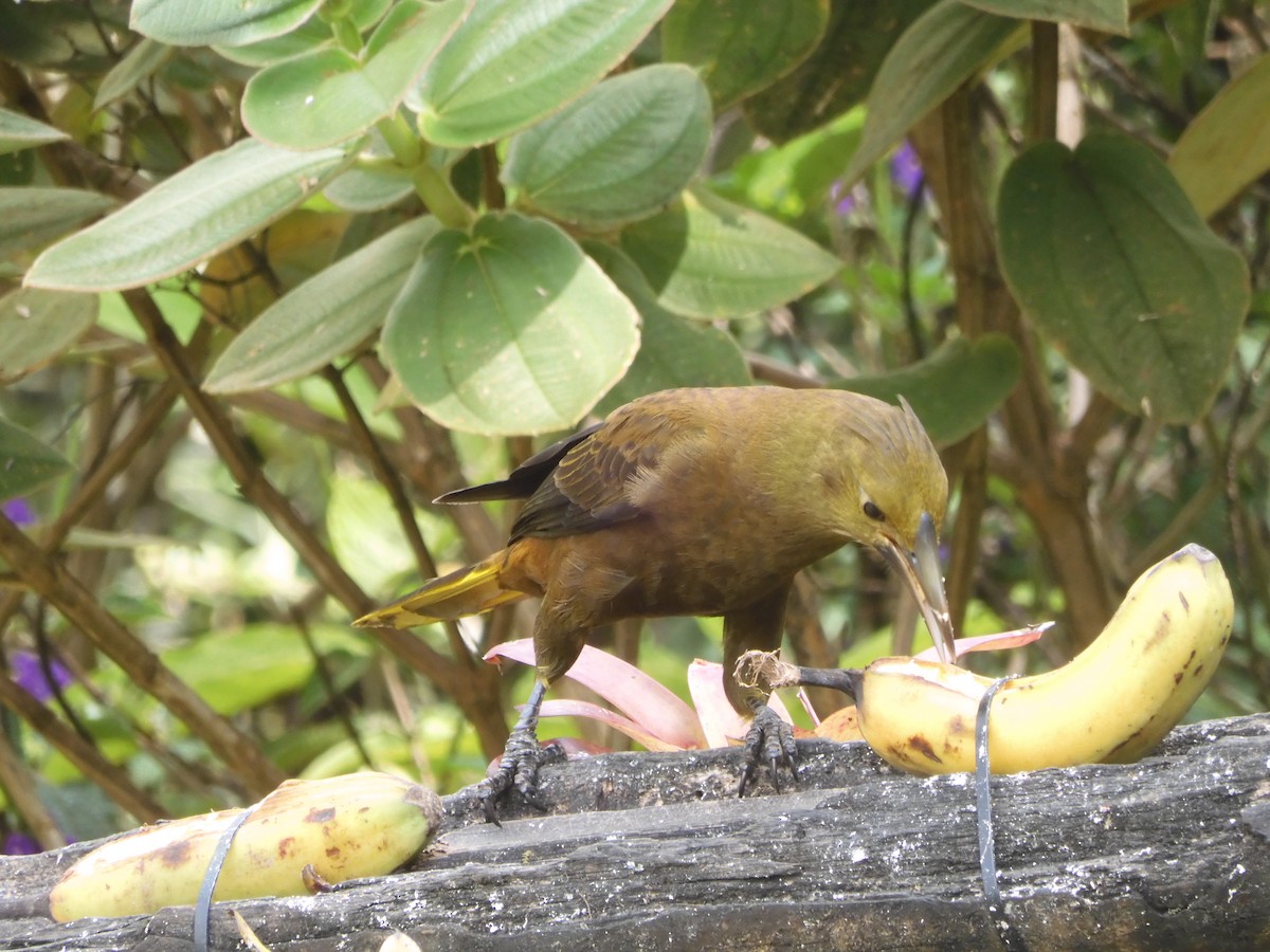 Russet-backed Oropendola - ML645364949