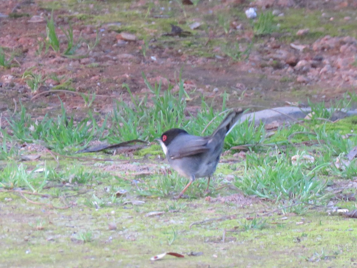 Sardinian Warbler - ML645364969