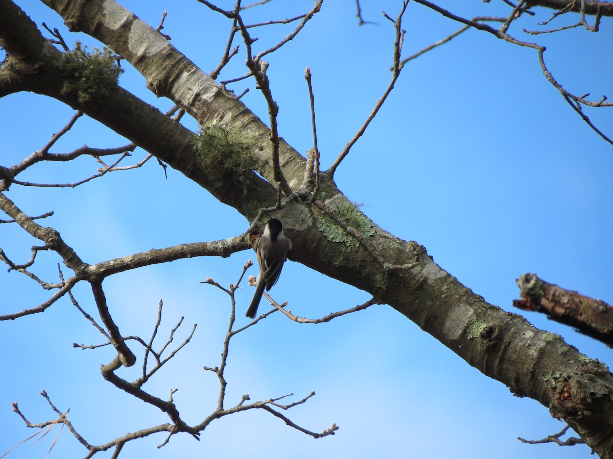 Black-capped Chickadee - ML645364980
