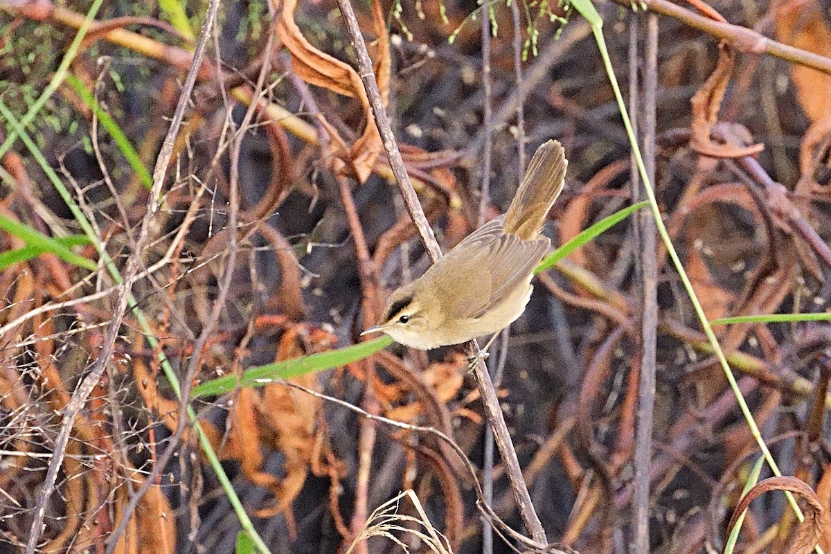 Black-browed Reed Warbler - ML645364984
