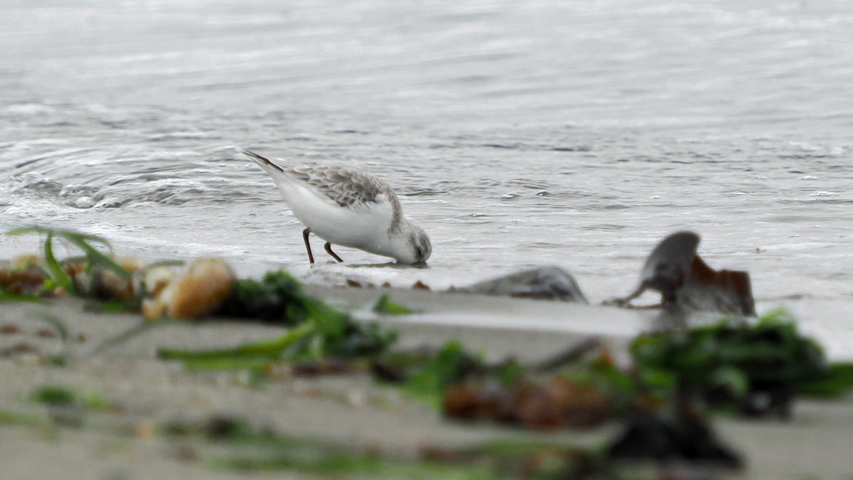 Piovanello tridattilo - ML645364992