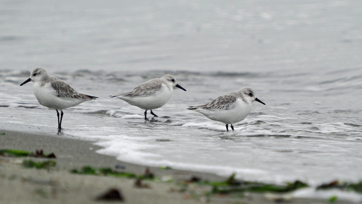 Piovanello tridattilo - ML645364993