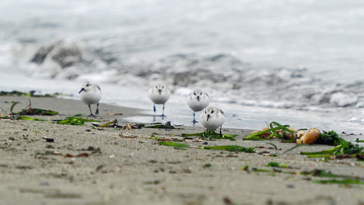 Piovanello tridattilo - ML645364994