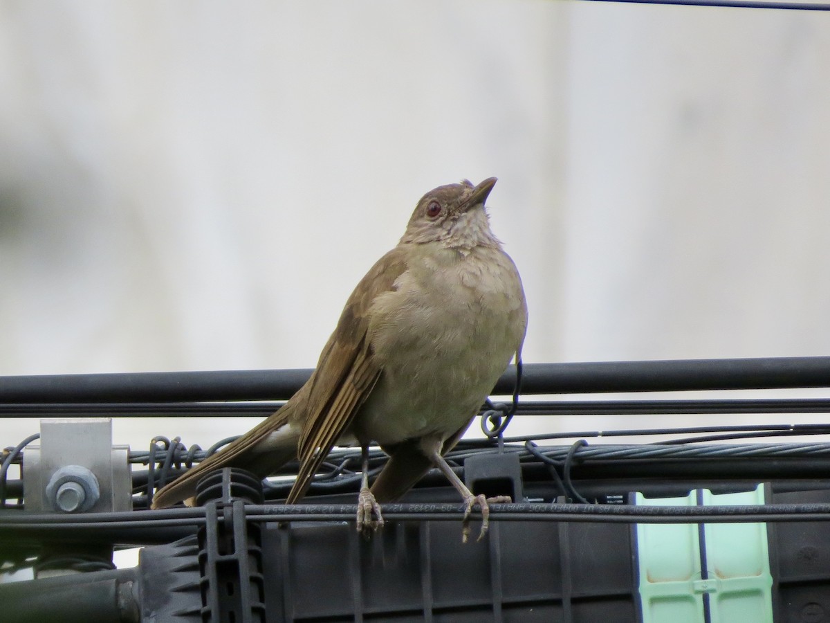 Pale-breasted Thrush - ML645364995