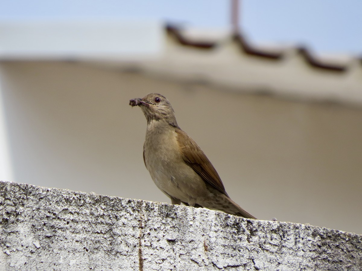 Pale-breasted Thrush - ML645364996