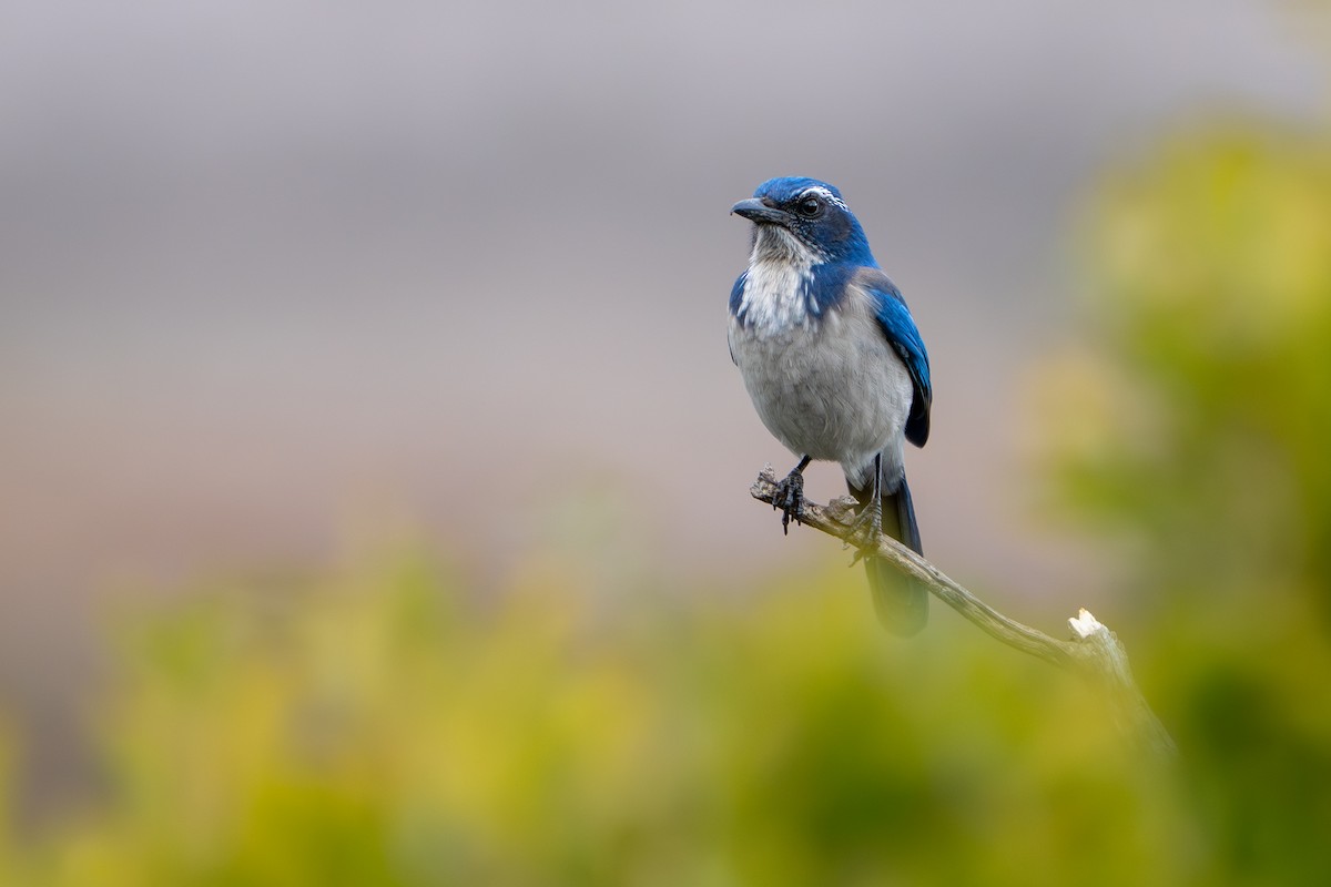 California Scrub-Jay - ML645364999