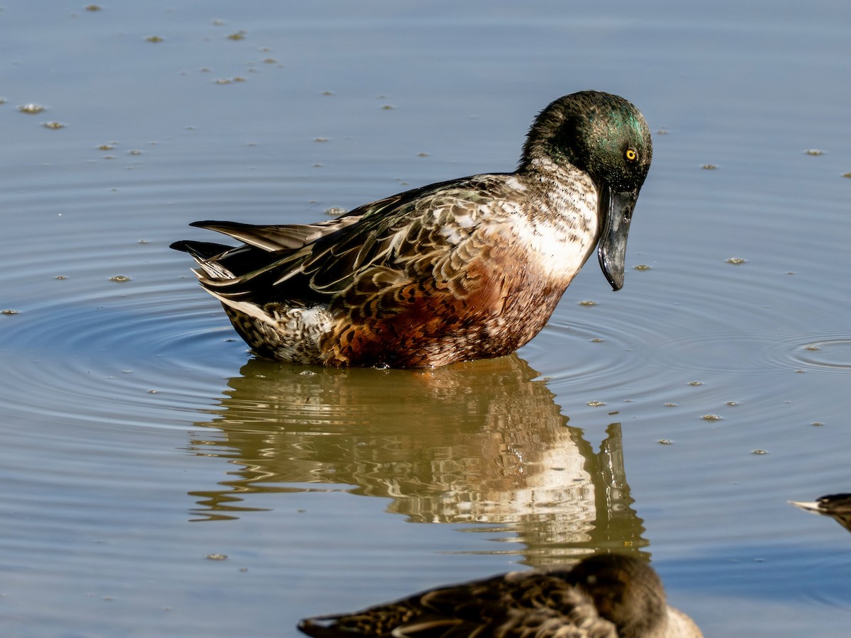 skjeand - ML645365027