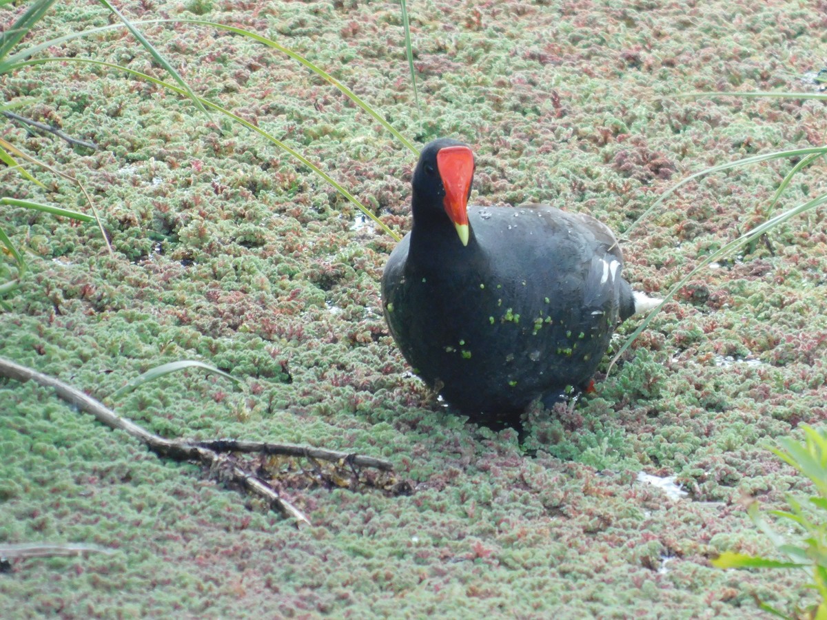 slípka americká - ML645365039