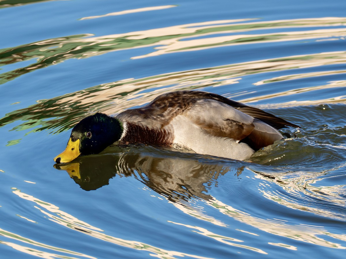 stokkand - ML645365076