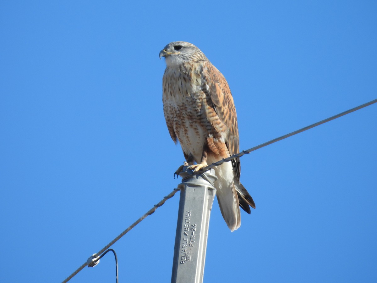 Ferruginous Hawk - ML645365088