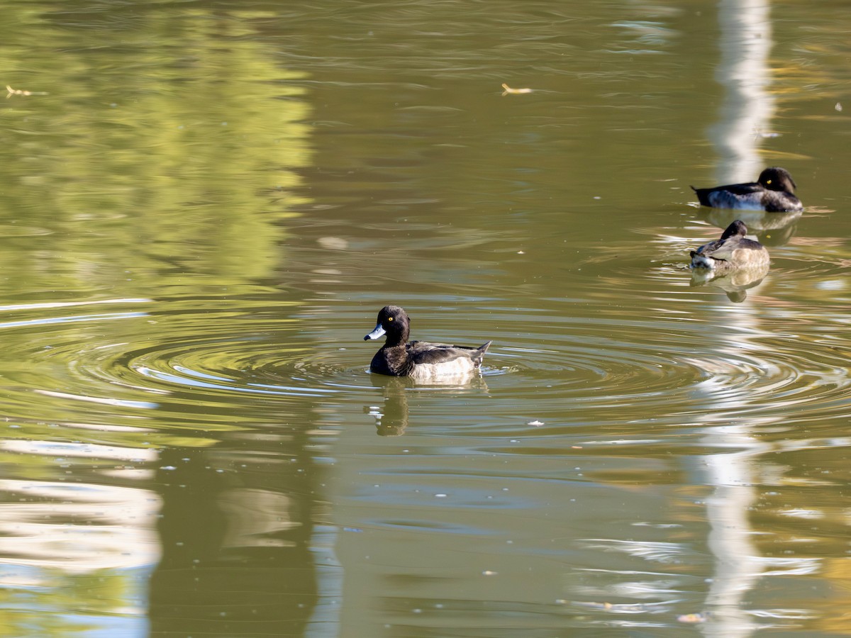 toppand - ML645365106