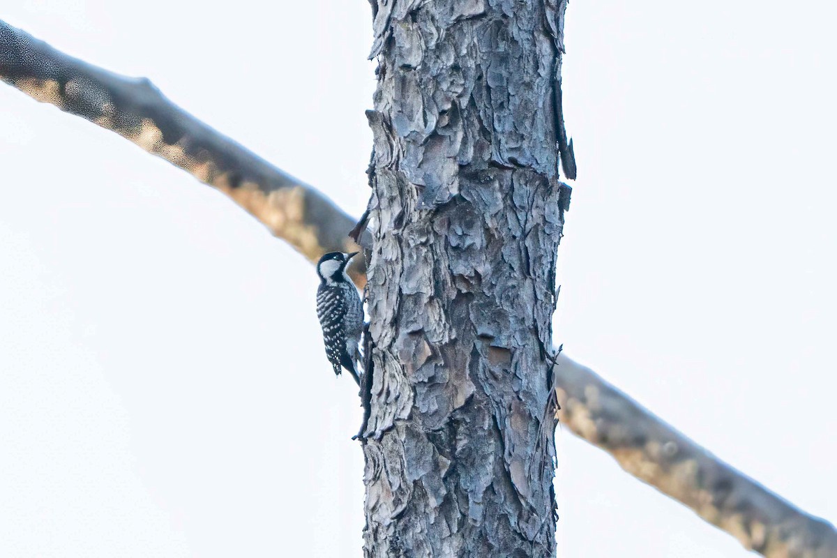 Red-cockaded Woodpecker - ML645365111