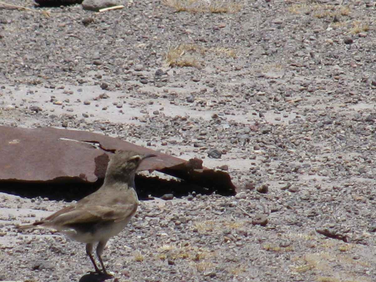 Langschnabel-Erdhacker - ML645365124