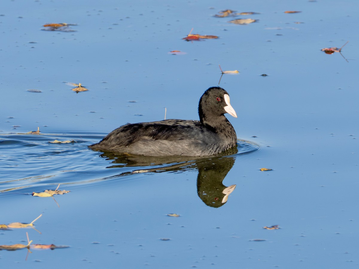 sothøne - ML645365128