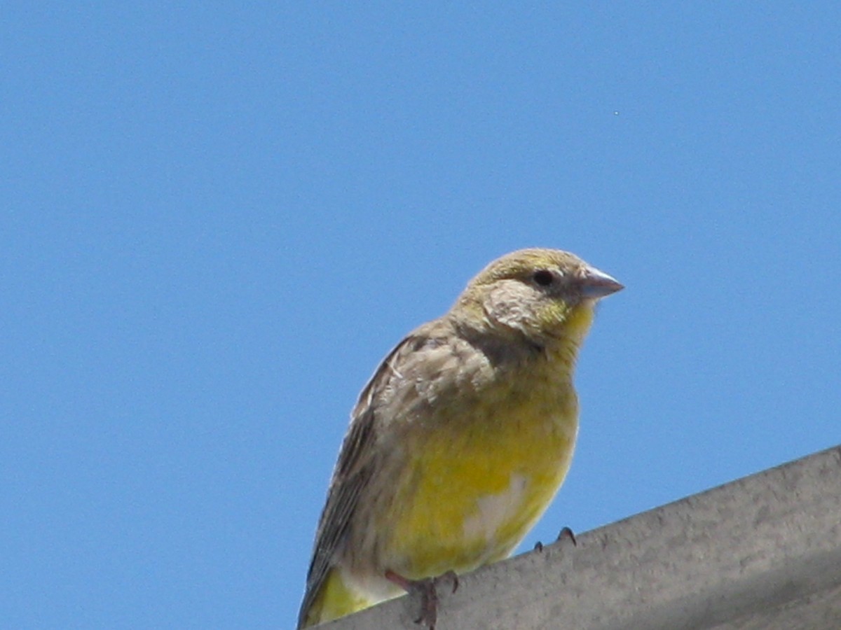 Посвірж оливковий - ML645365137