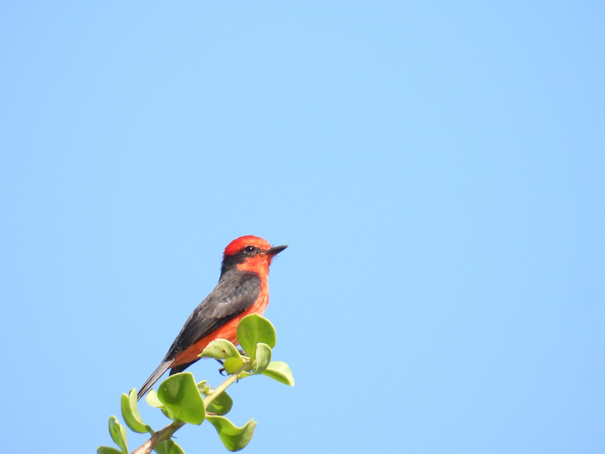 Москверо вогнистий - ML645365139