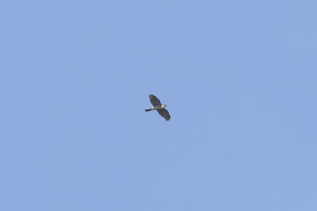 Japanese Sparrowhawk - ML645365145