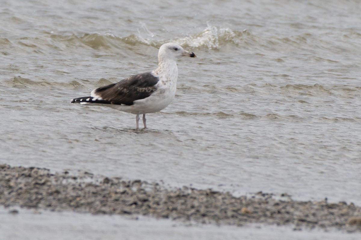 Gavión Atlántico - ML645365148