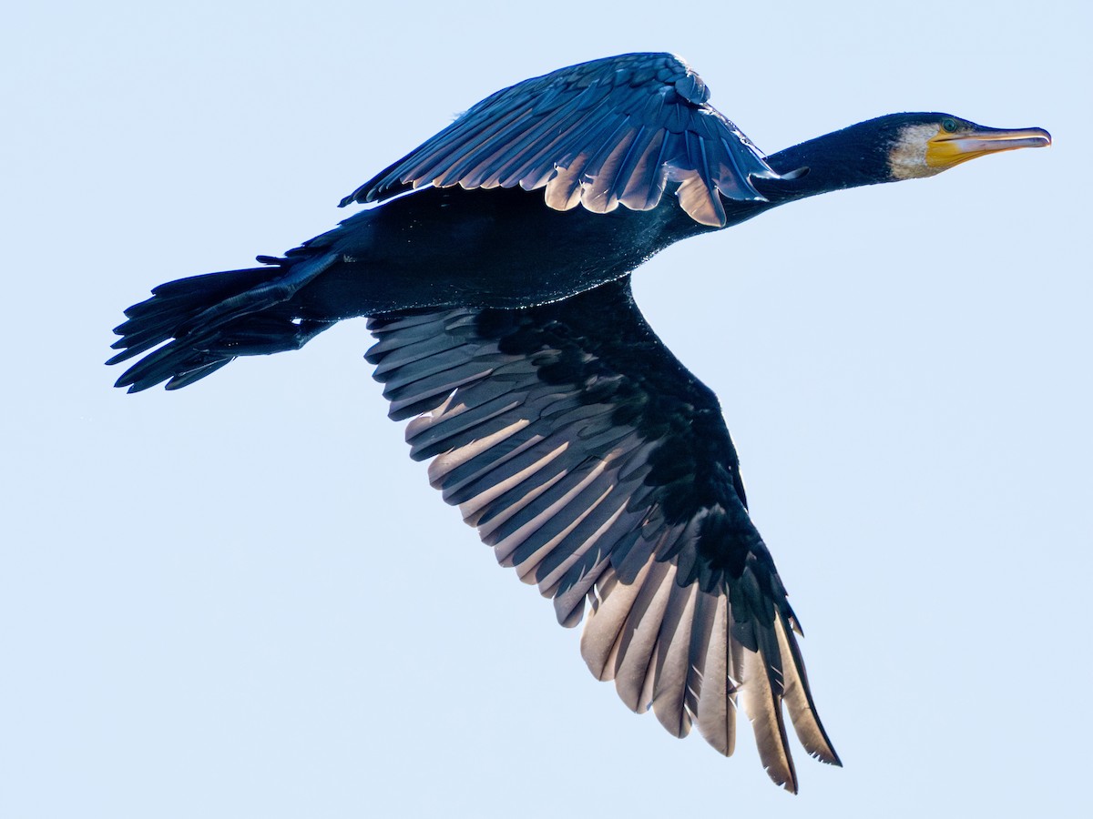 storskarv - ML645365149