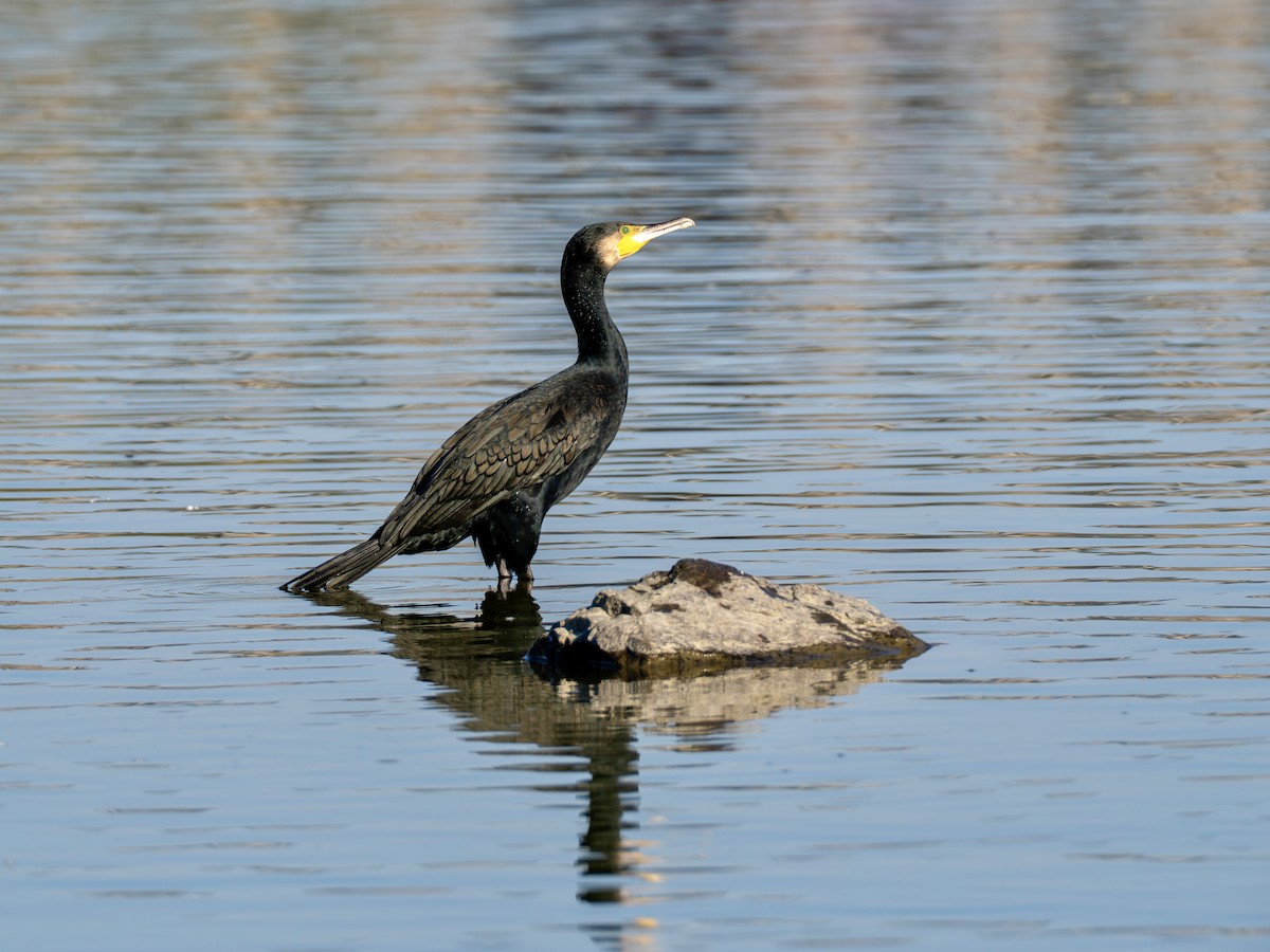 storskarv - ML645365150