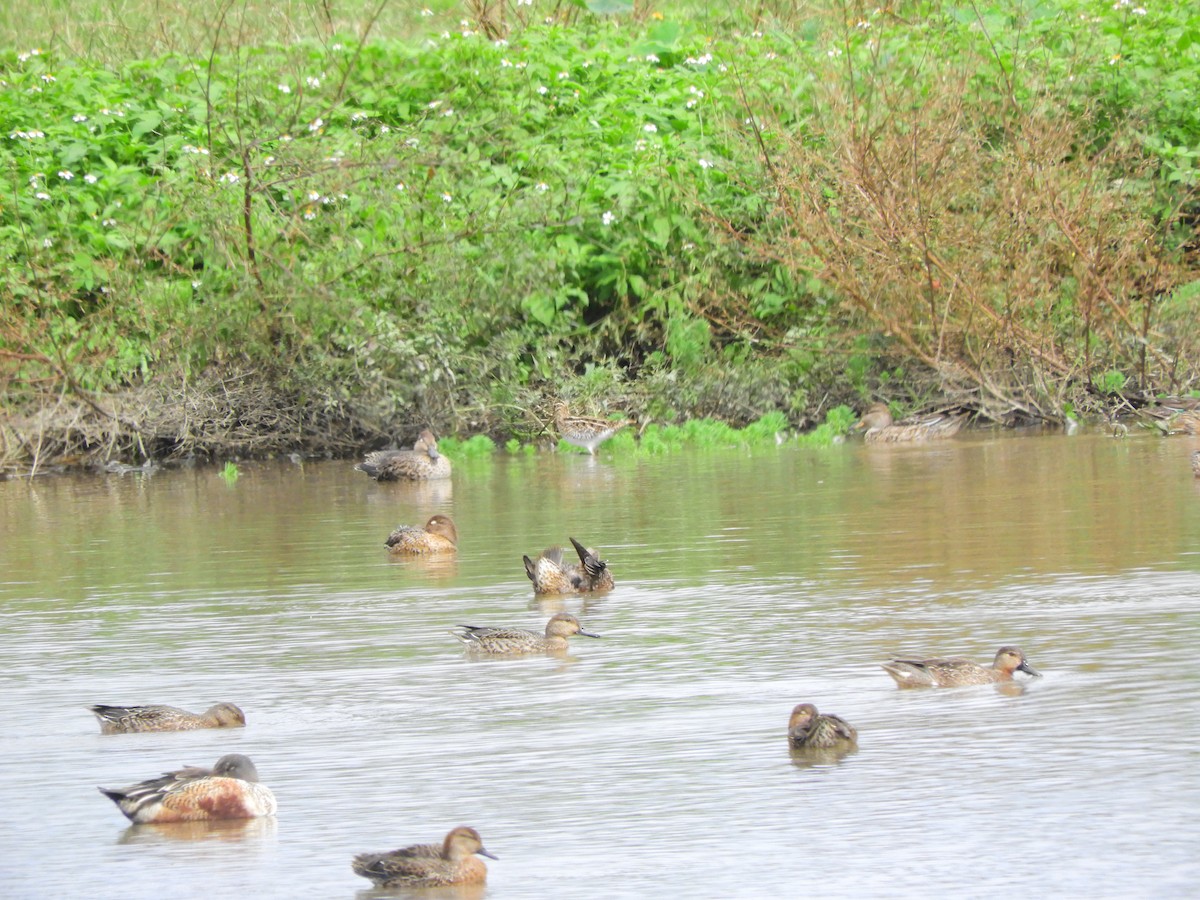 Common Snipe - ML645365159