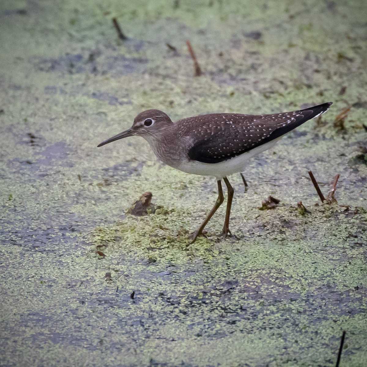 Einsiedelwasserläufer - ML645365164