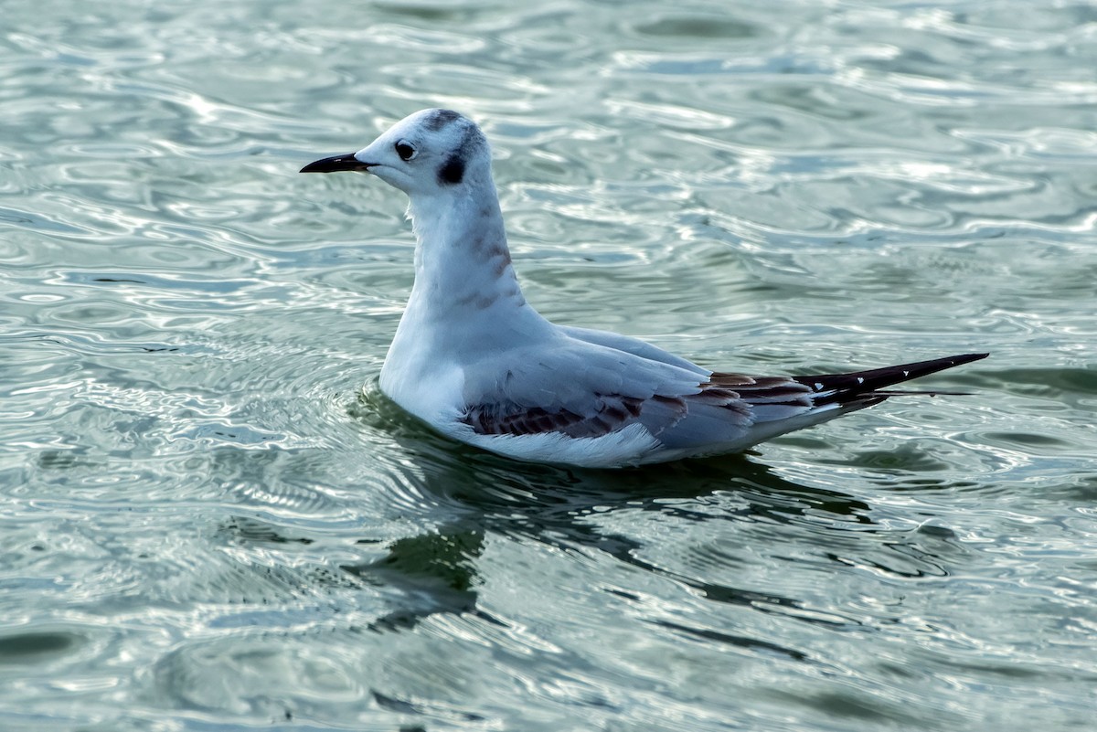 Мартин канадський - ML645365165