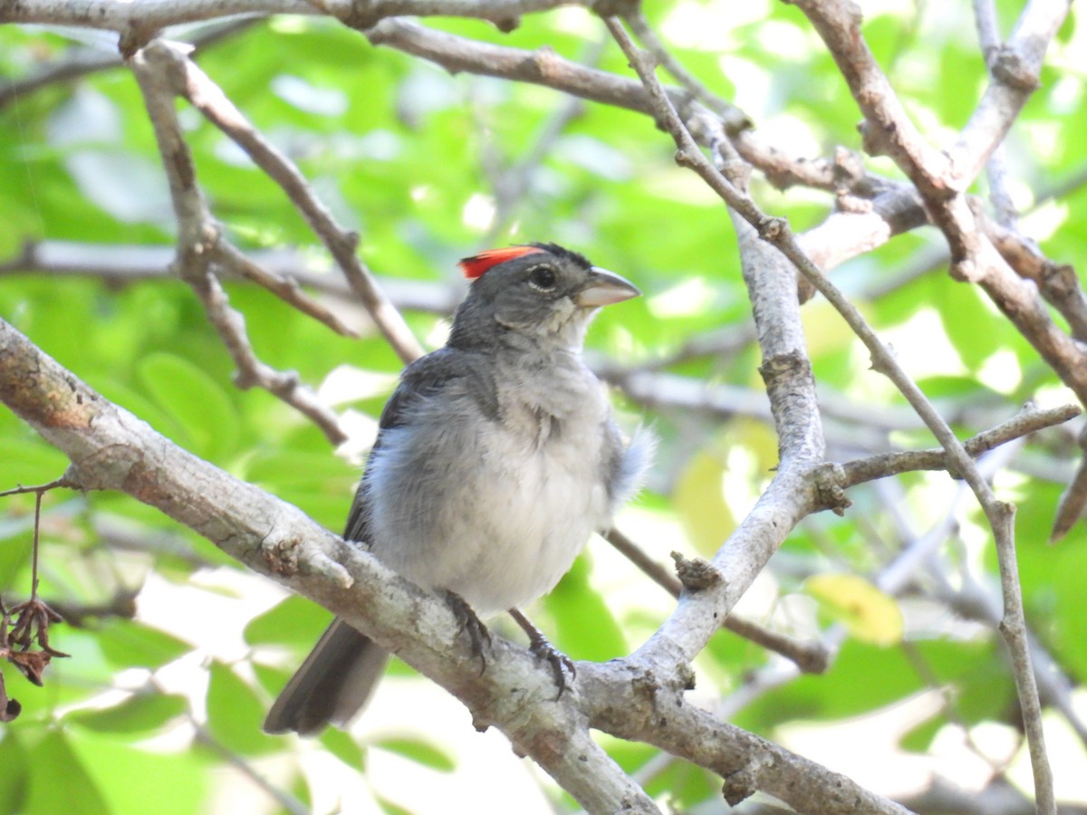 Червоночубик сірий - ML645365181